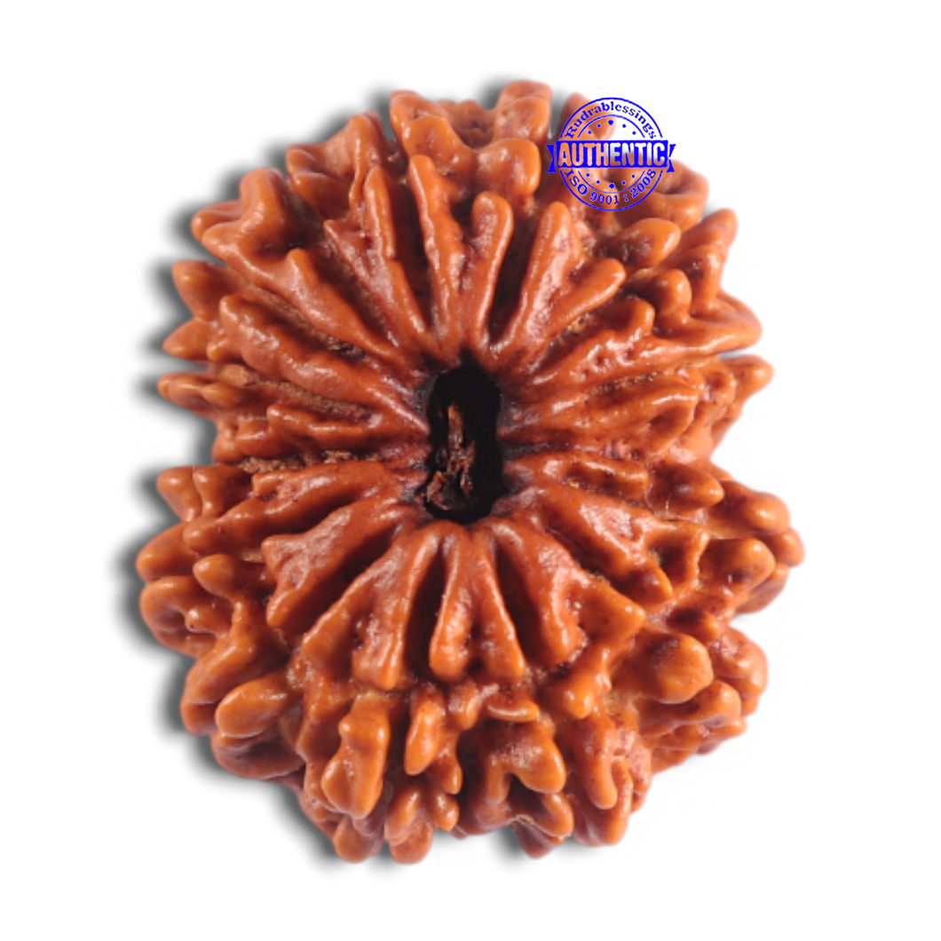 14 Mukhi Nepalese Rudraksha - Bead No. 278