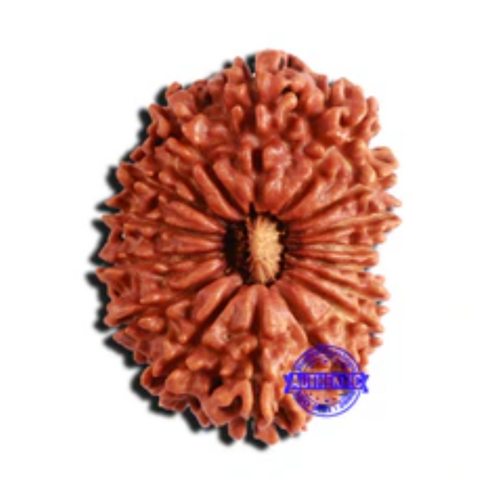 16 Mukhi Rudraksha from Nepal - Bead No. 98