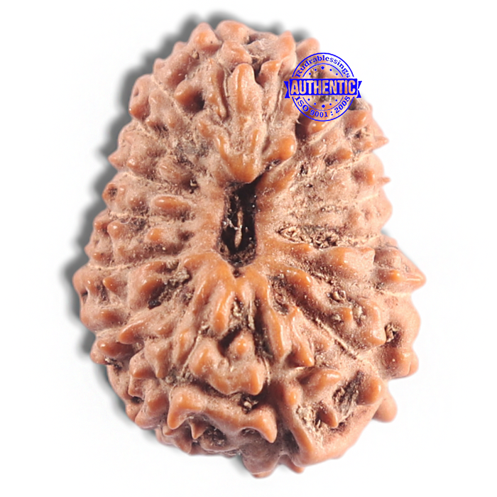 16 Mukhi Rudraksha from Indonesia - Bead No. 320