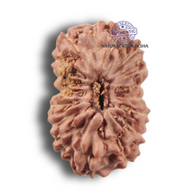 Load image into Gallery viewer, 17 Mukhi Rudraksha from Indonesia - Bead No. 287
