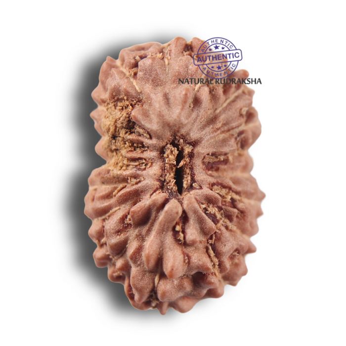 17 Mukhi Rudraksha from Indonesia - Bead No. 287