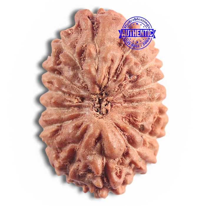 16 Mukhi Rudraksha from Indonesia - Bead No 341