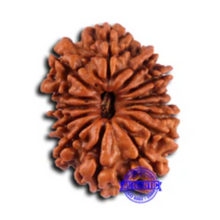 Load image into Gallery viewer, 14 Mukhi Nepalese Rudraksha - Bead No. 375
