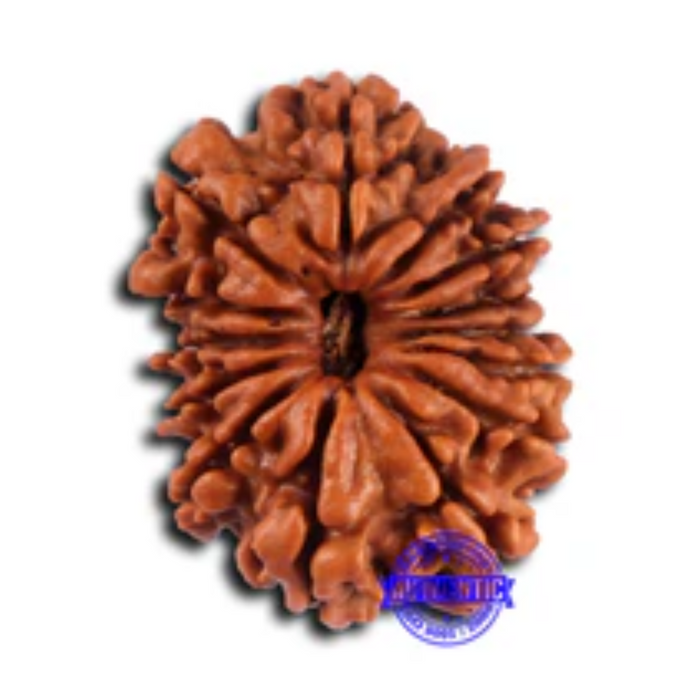 14 Mukhi Nepalese Rudraksha - Bead No. 375