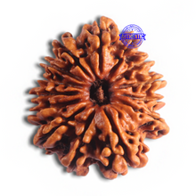 Load image into Gallery viewer, 14 Mukhi Nepalese Rudraksha - Bead No. 159
