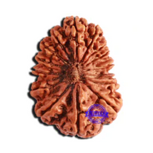 Load image into Gallery viewer, 16 Mukhi Rudraksha from Nepal - Bead No. 88

