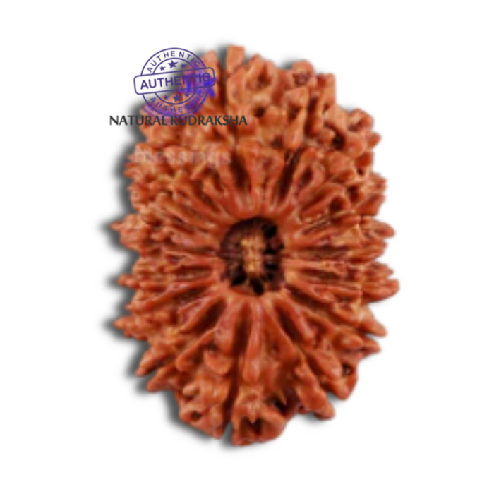 16 Mukhi Rudraksha from Nepal - Bead No. 63