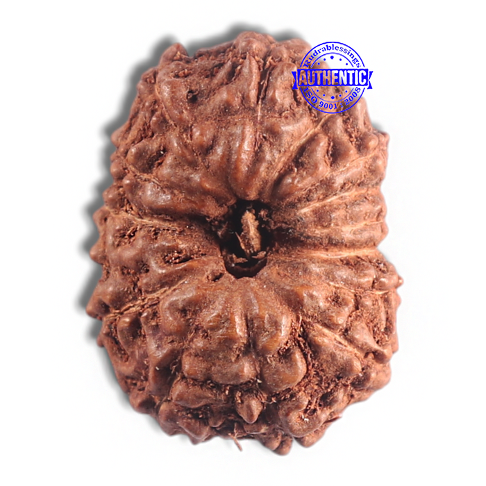 15 Mukhi Indonesian Rudraksha - Bead No. 106