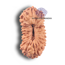 Load image into Gallery viewer, 26 Mukhi Rudraksha from Indonesia P
