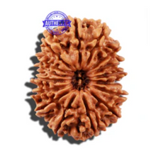 Load image into Gallery viewer, 16 Mukhi Rudraksha from Nepal - Bead No. 67
