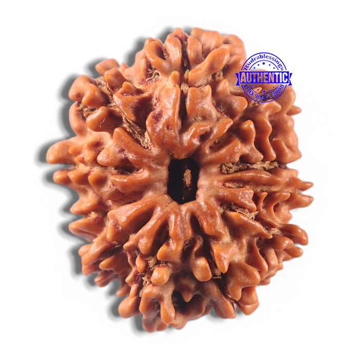 11 Mukhi Nepalese Rudraksha - Bead No. 425