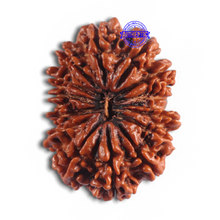 Load image into Gallery viewer, 14 Mukhi Nepalese Rudraksha - Bead No. 181
