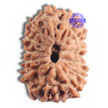 Load image into Gallery viewer, 16 Mukhi Rudraksha from Indonesia - Bead No 327
