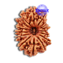 Load image into Gallery viewer, 16 Mukhi Rudraksha from Nepal - Bead No. 50
