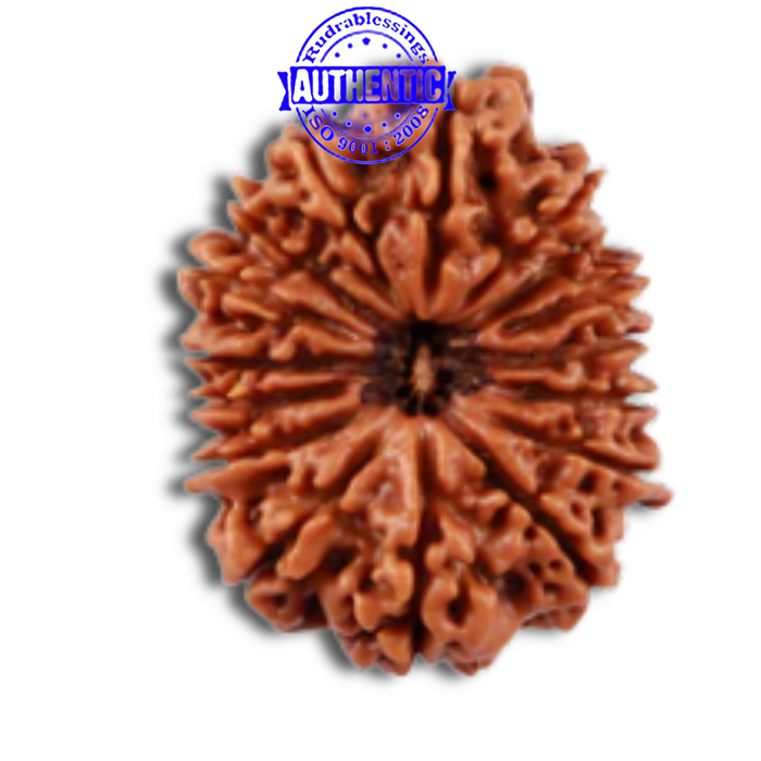 16 Mukhi Rudraksha from Nepal - Bead No. 70