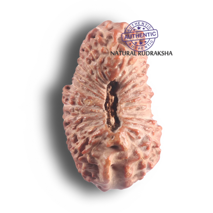 26 Mukhi Rudraksha from Indonesia - Bead No. L