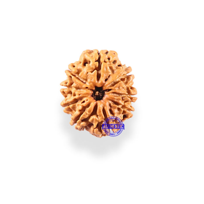 9 Mukhi Nepalese Rudraksha - Bead No. 297