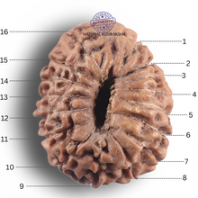 Load image into Gallery viewer, 16 Mukhi Rudraksha from Indonesia - Bead No. 349
