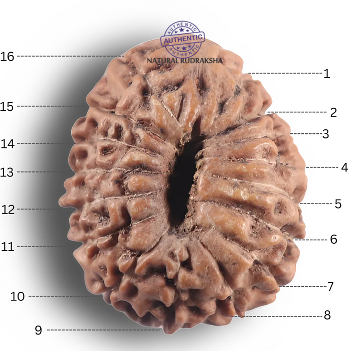 16 Mukhi Rudraksha from Indonesia - Bead No. 349