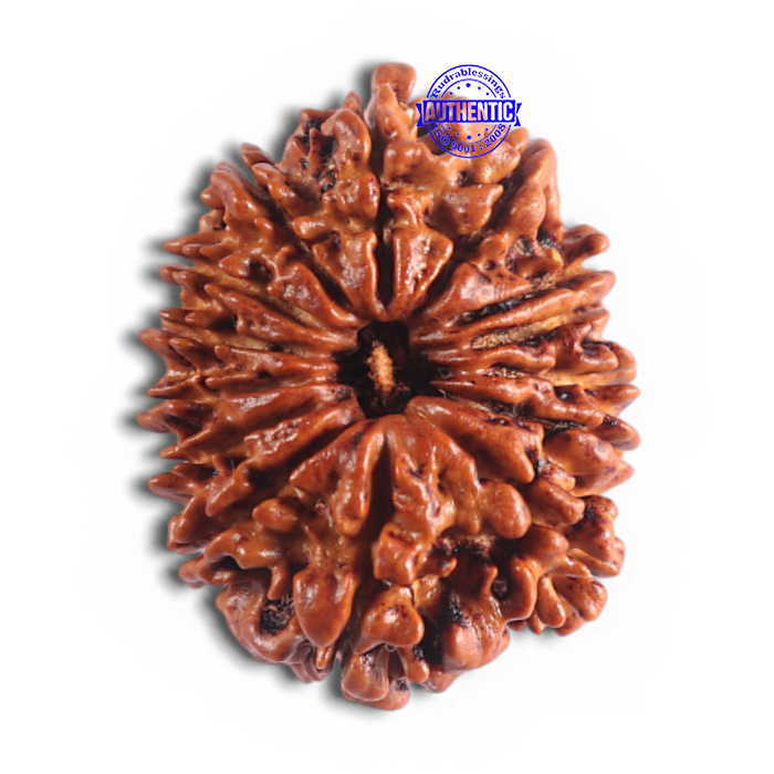 14 Mukhi Nepalese Rudraksha - Bead No. 308