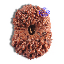 Load image into Gallery viewer, 15 Mukhi Indonesian Rudraksha - Bead No. 80
