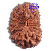 Load image into Gallery viewer, 16 Mukhi Rudraksha from Indonesia - Bead No 228
