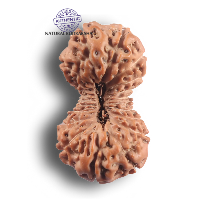 21 Mukhi Indonesian Rudraksha - Bead No. 173