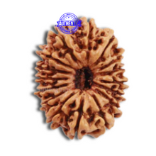 Load image into Gallery viewer, 16 Mukhi Rudraksha from Nepal - Bead No. 55
