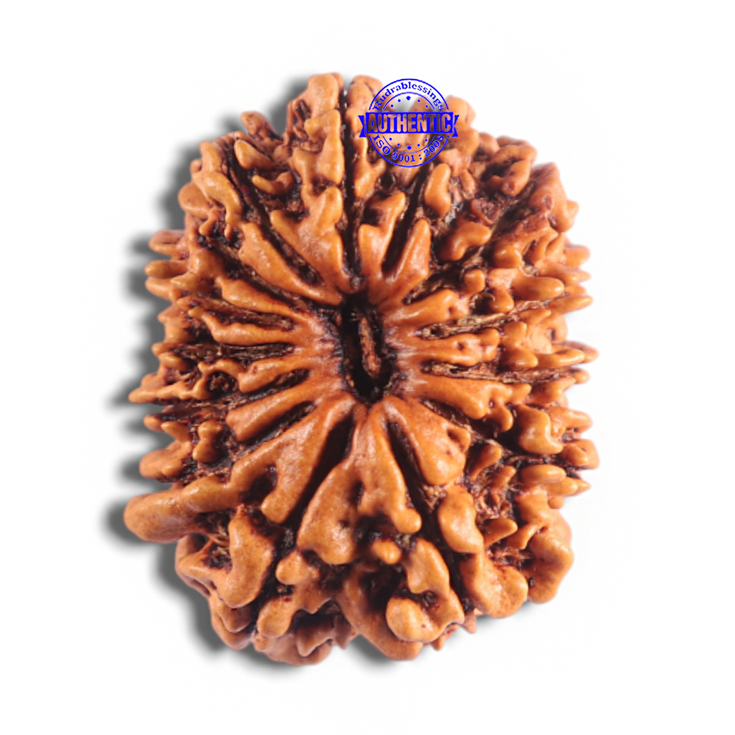 14 Mukhi Nepalese Rudraksha - Bead No. 338