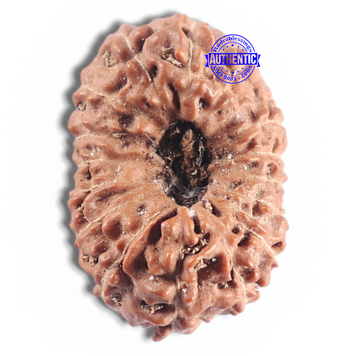 16 Mukhi Rudraksha from Indonesia - Bead No. 315