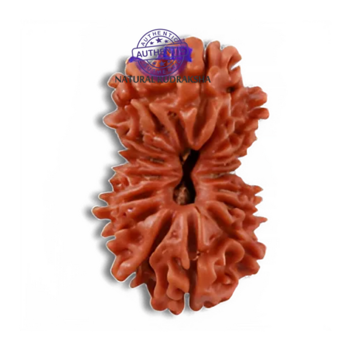 16 Mukhi Rudraksha from Nepal - Bead No. 47