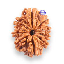 Load image into Gallery viewer, 9 Mukhi Nepalese Rudraksha - Bead No. 436
