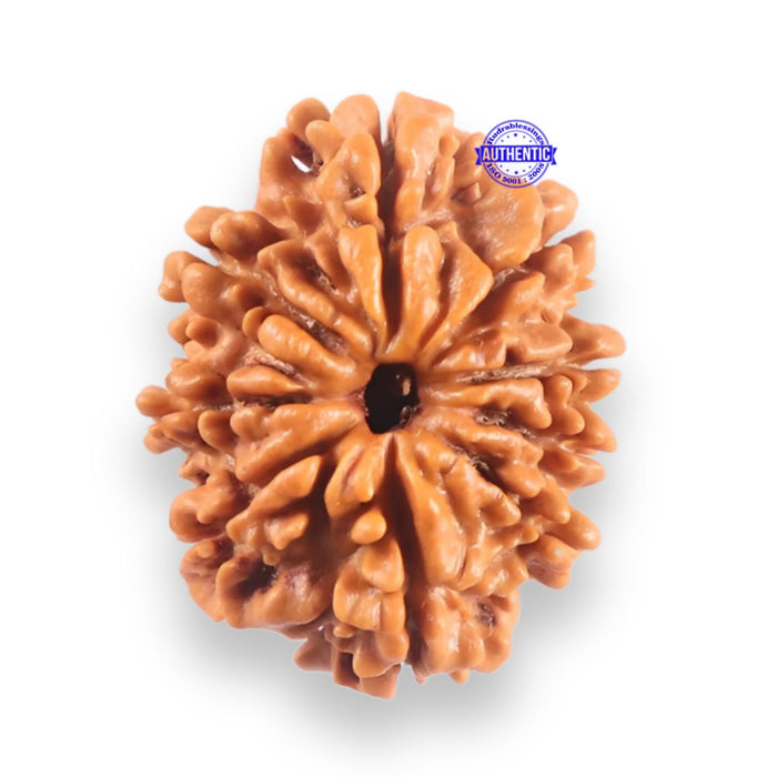 9 Mukhi Nepalese Rudraksha - Bead No. 436