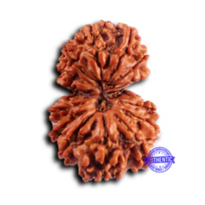 16 Mukhi Gaurishanker Rudraksha from Nepal - Bead No. 120