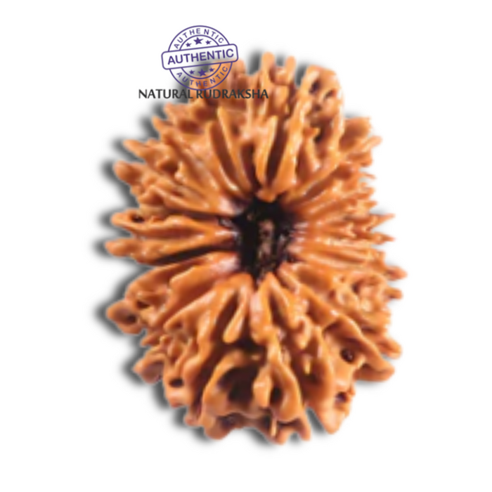 16 Mukhi Rudraksha from Nepal - Bead No. 125