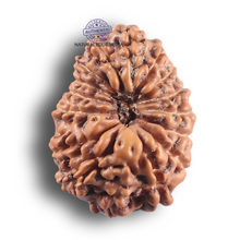 Load image into Gallery viewer, 16 Mukhi Rudraksha from Indonesia - Bead No. 346
