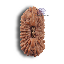 Load image into Gallery viewer, 23 Mukhi Rudraksha from Indonesia
