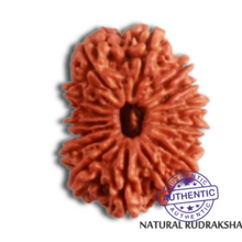 Load image into Gallery viewer, 16 Mukhi Rudraksha from Nepal - Bead No. 91
