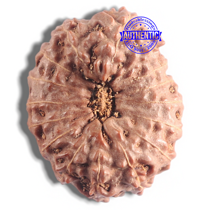 16 Mukhi Rudraksha from Indonesia - Bead No. 121