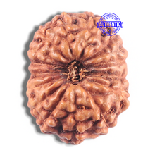 Load image into Gallery viewer, 15 Mukhi Indonesian Rudraksha - Bead No. 107
