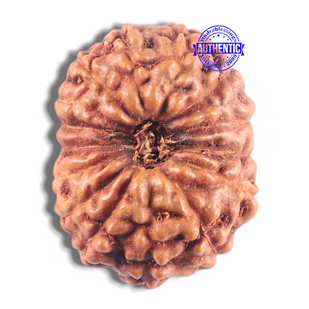 15 Mukhi Indonesian Rudraksha - Bead No. 107