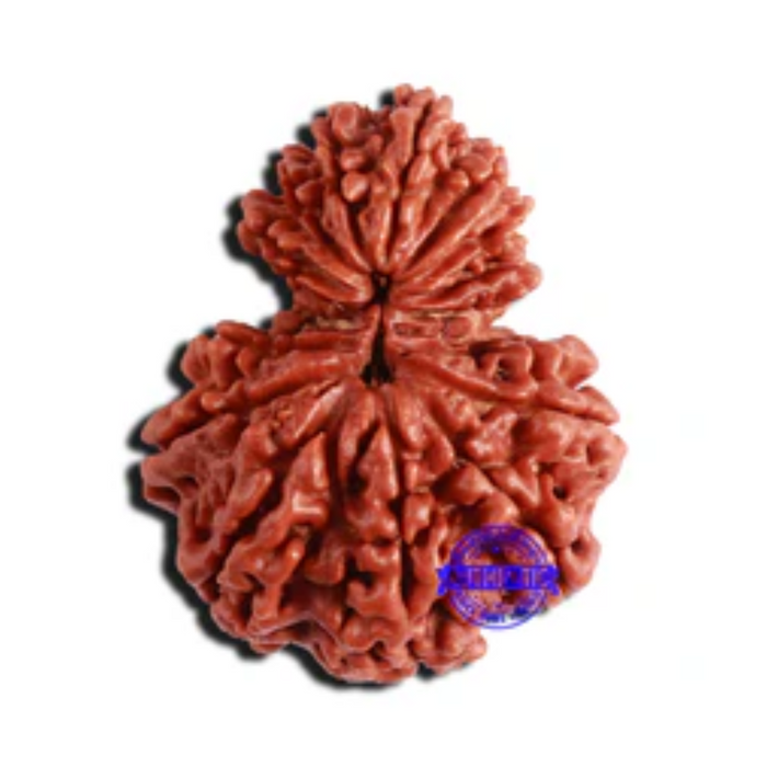 16 Mukhi Garbh Gauri Rudraksha from Nepal - Bead No. 99
