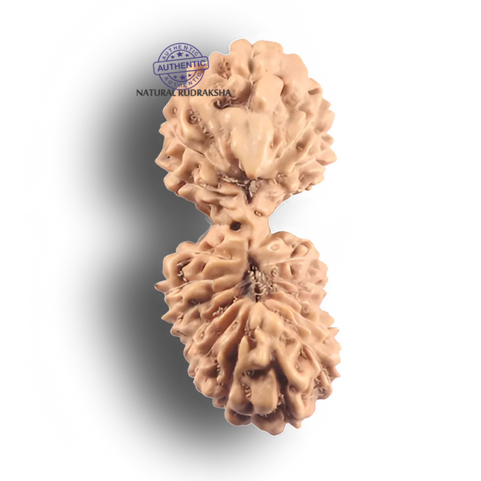 21 Mukhi Indonesian Gaurishankar Rudraksha - Bead No. 175