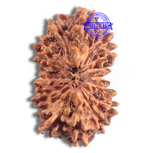 Load image into Gallery viewer, 16 Mukhi Rudraksha from Indonesia - Bead No 229
