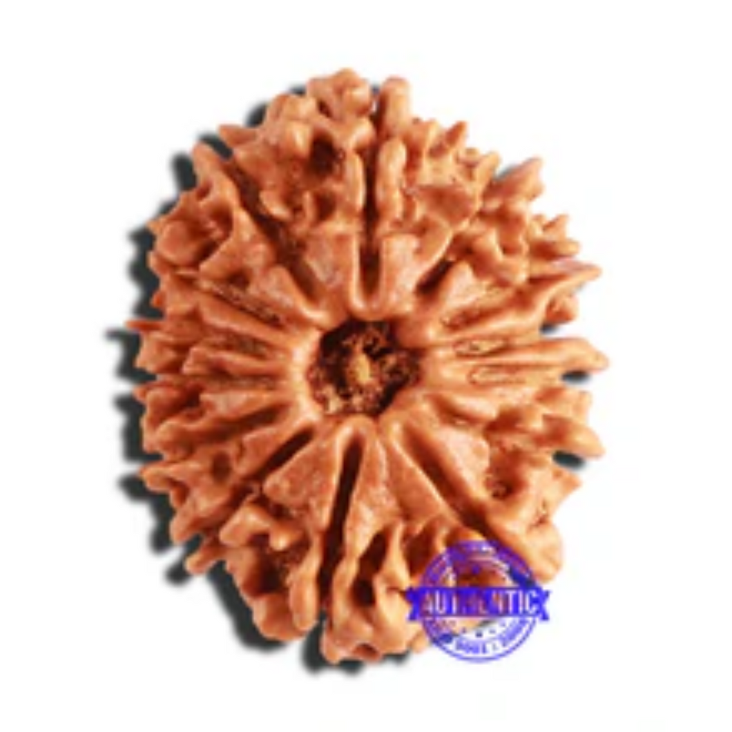 14 Mukhi Nepalese Rudraksha - Bead No. 306
