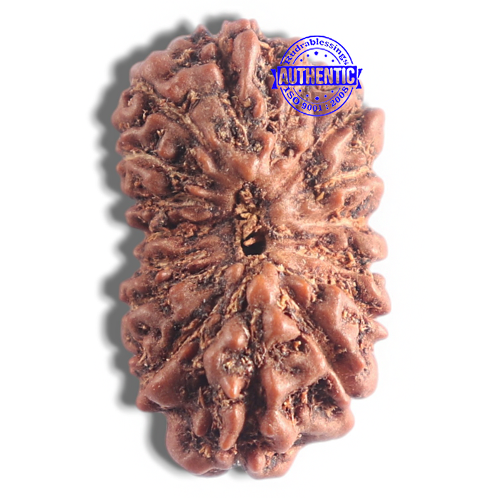 16 Mukhi Rudraksha from Indonesia - Bead No. 110