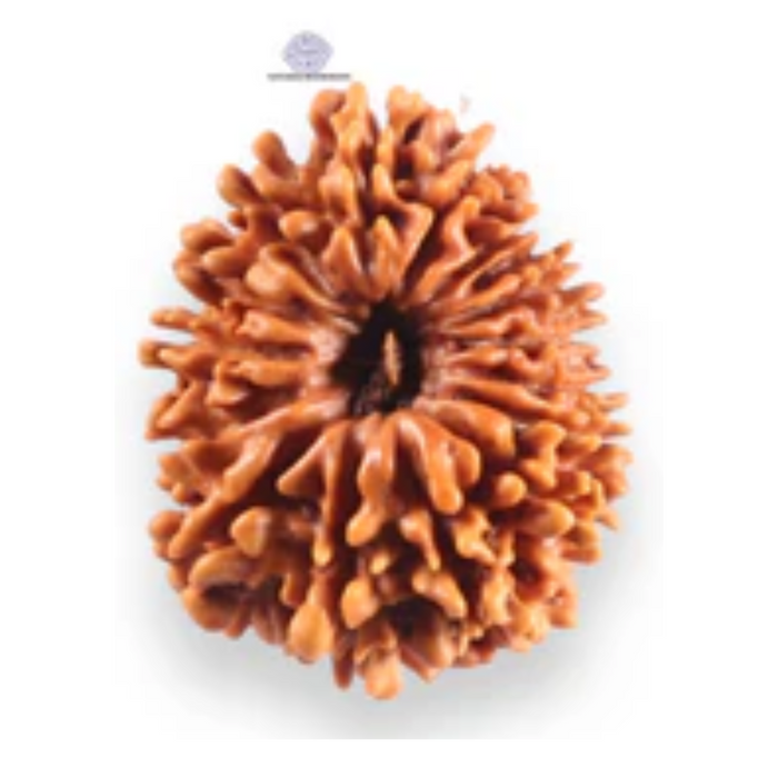 16 Mukhi Rudraksha from Nepal - Bead No. 122