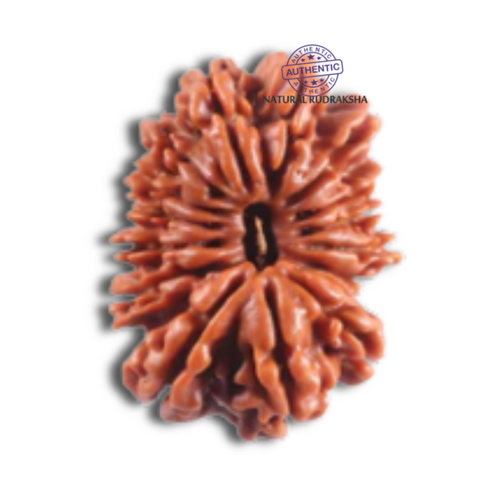 16 Mukhi Rudraksha from Nepal - Bead No. 124