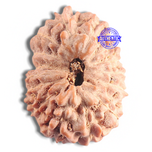 Load image into Gallery viewer, 16 Mukhi Rudraksha from Indonesia - Bead No. 312
