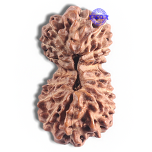 Load image into Gallery viewer, 16 Mukhi Gaurishankar Rudraksha from Indonesia - Bead No. 234
